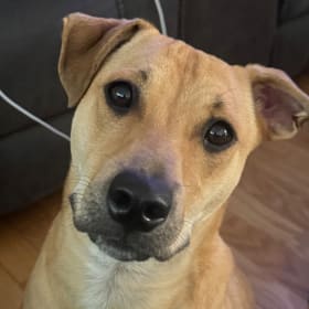 Roscoe
