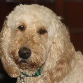 Murphy