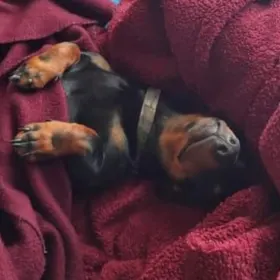 Rex