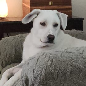 Gracie