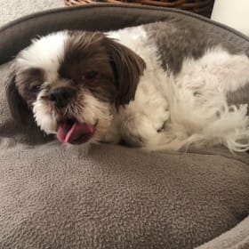 Lulu Belle