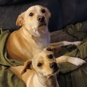 Milo and Ollie
