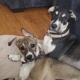 Dazie and Duke