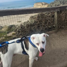 Duke