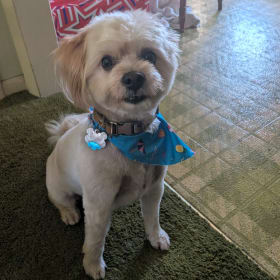 Buddy