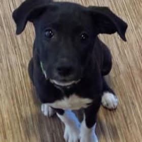 Nova