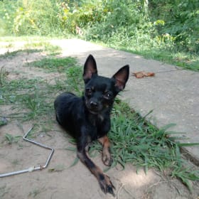 Kracker Rat