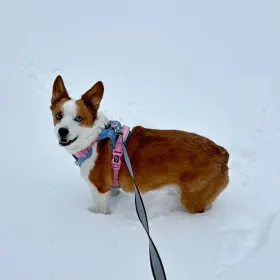 Piper