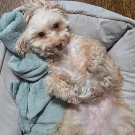Poppy