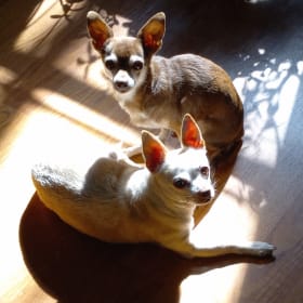 Sundae and Binky