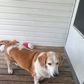 Long dog