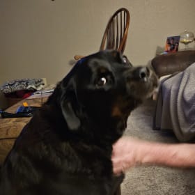 Moose