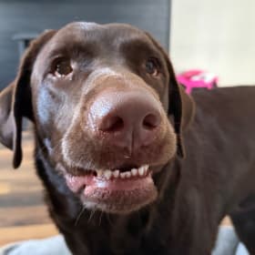 Moose