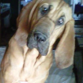 Dutchess