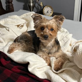 SADIEBUG