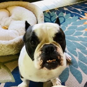 Enzo