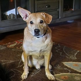 Watson
