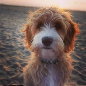 Cooper