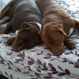 Rosie and Bubba