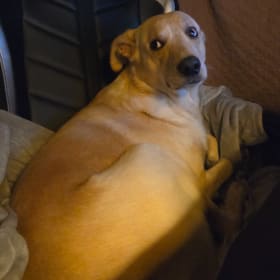 Bruno