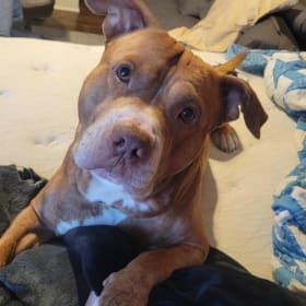 Diesel Dog