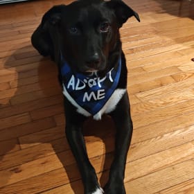 Diesel Rescued from Bartow County GA