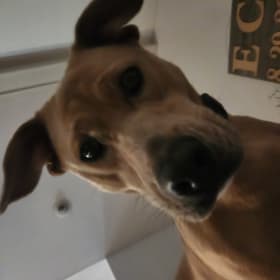 Remi