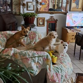 THE THREE STOOGES