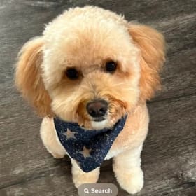 Toby