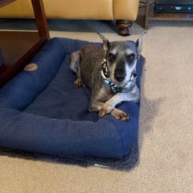 Current Foster Julius Angel