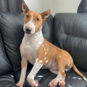 Chico