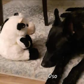 Oso