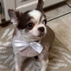 Hershey Gizmo