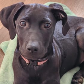 Darcy Vader