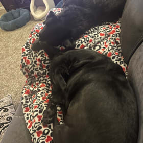 Jetta and Mia