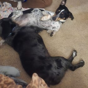 MaggieMarleyRoxie