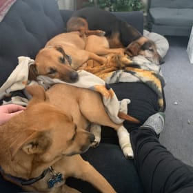 Finn_Rosie_Samson