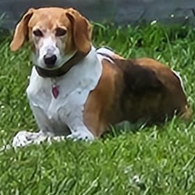 Hallie