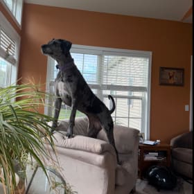 Nala