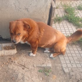Bobita