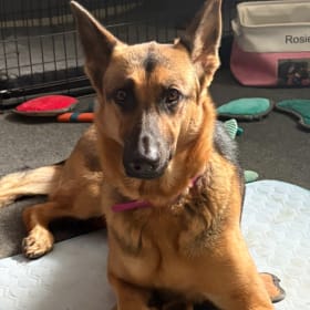 Rosie