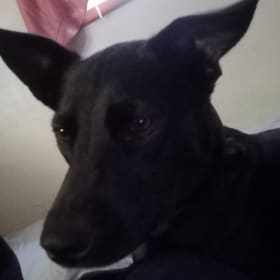Piper