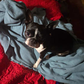 Rosey