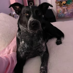 Zumi