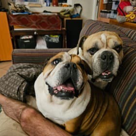 Skye and Rumble