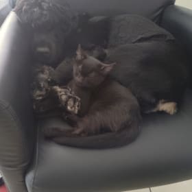 Leo and blue