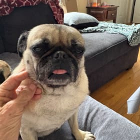Gigi