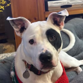Petey