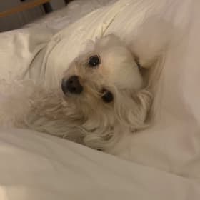 Phoebe
