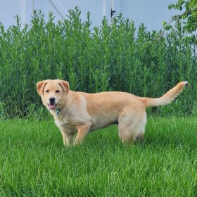 Bailey